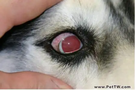 關於狗狗青光眼的治療案例