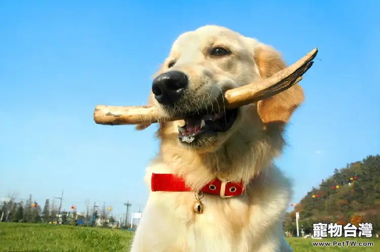 如何訓練幼犬基本技能