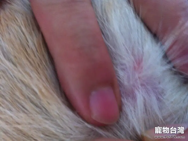 犬的常見皮膚病（三）疥螨感染