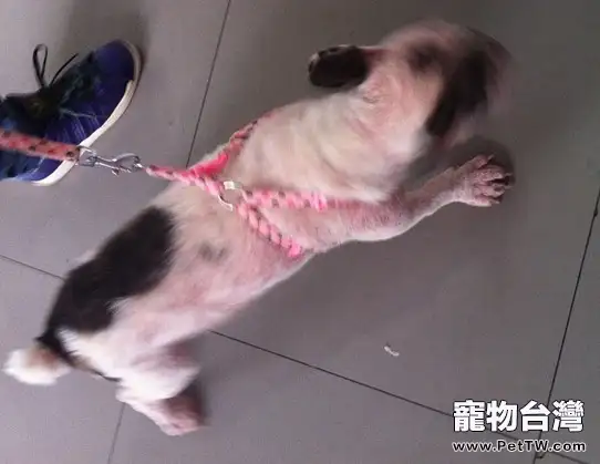 犬的常見皮膚病(三)疥螨感染(共6張圖片)-寵物台灣