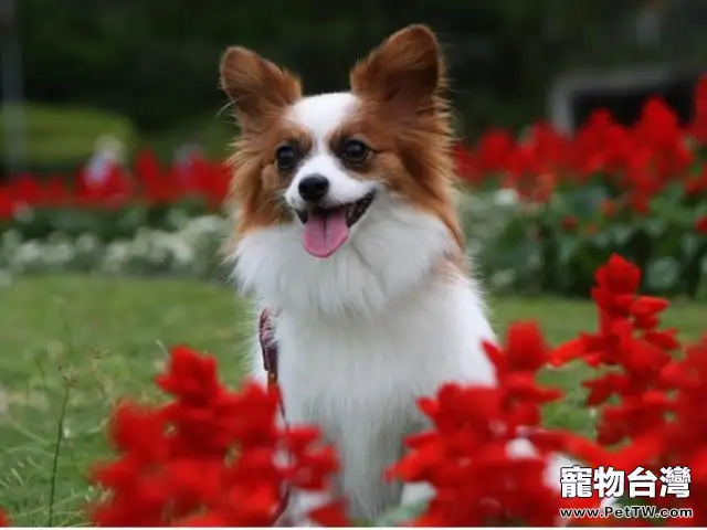 飼養寵物狗狗的五大惡行