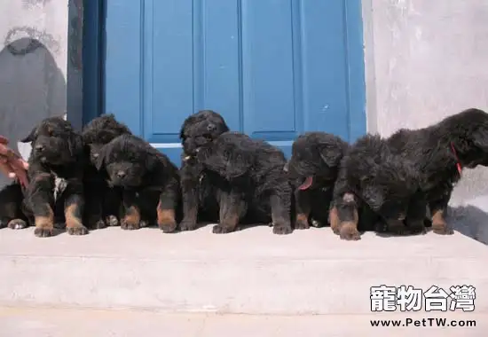 藏獒幼犬選購注意事項(1圖)-寵物台灣