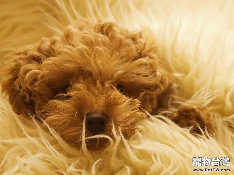 冬季謹防愛犬傳染疾病(1圖)-寵物台灣