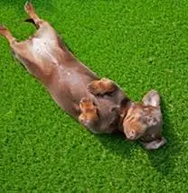 狗狗為什麼會吃草