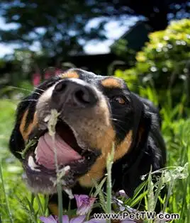 狗狗為什麼會吃草