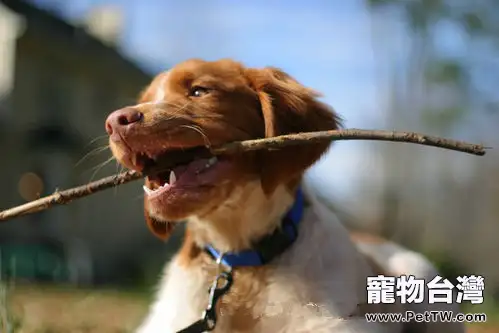 狗狗訓練需謹記四大要領(1圖)-寵物台灣
