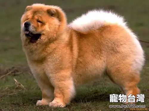 松獅犬的性格特點分析（1圖）-寵物台灣