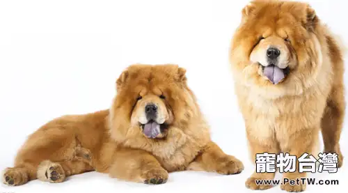 如何巧妙去除松獅身上的異味