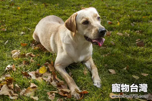 介紹拉布拉多的頭部特徵（1圖）-寵物台灣