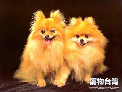 能給博美 犬（松鼠狗）吃糖嗎