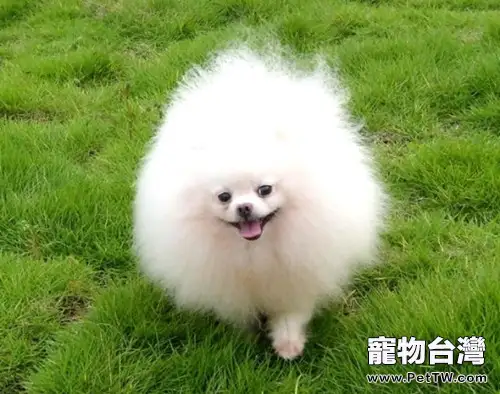 不能給博美 犬(松鼠狗)吃哪些食物(1圖)-寵物台灣