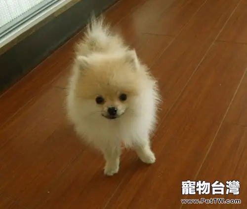 怎樣讓博美 犬(松鼠狗)遠離細小(1圖)-寵物台灣