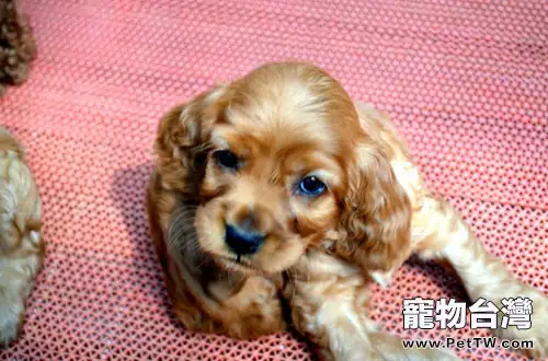 如何制止可卡犬扒門