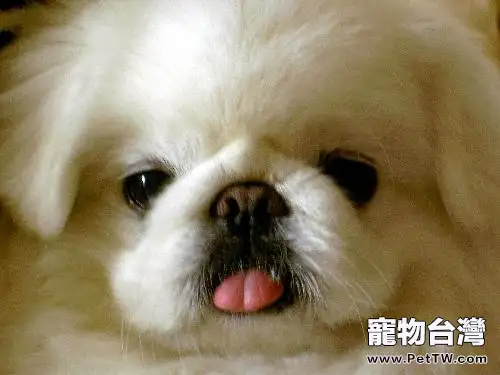 怎麼訓練獅子狗(京叭犬)自己上廁所(1圖)-寵物台灣