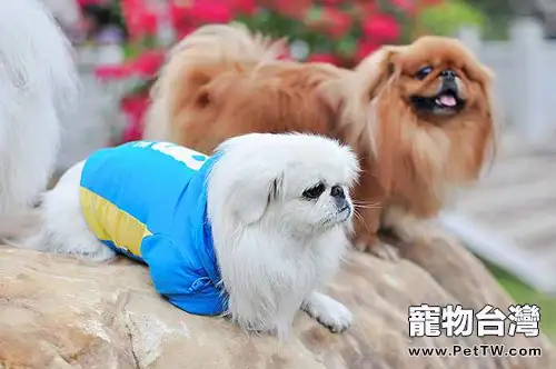 獅子狗(京叭犬)有必要做絕育手術嗎(1圖)-寵物台灣