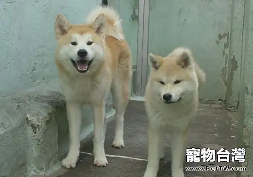 秋田犬流產的原因分析(1圖)-寵物台灣