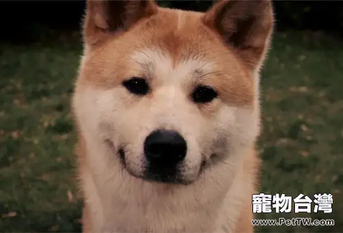 怎樣正確餵養秋田犬(1圖)-寵物台灣