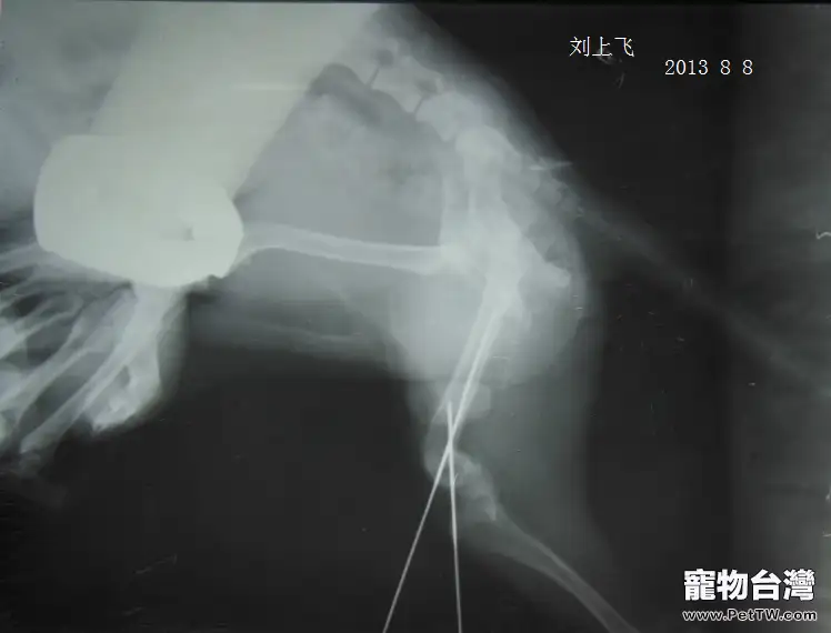 一例犬股骨遠端骨折案例分析
