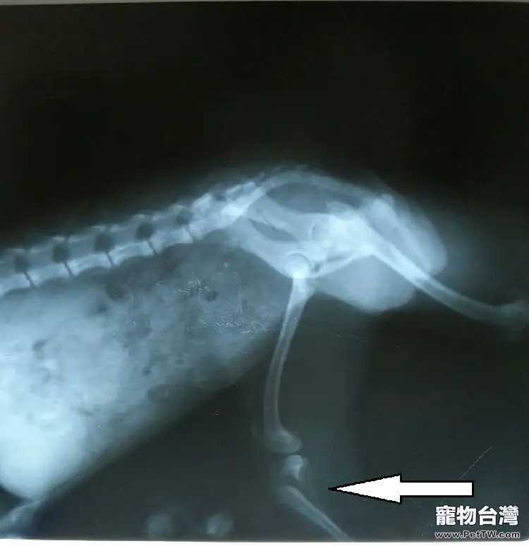一例犬骨骺端骨折病例
