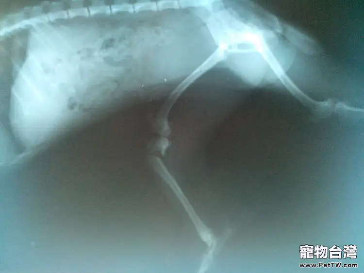 一例犬骨骺端骨折病例