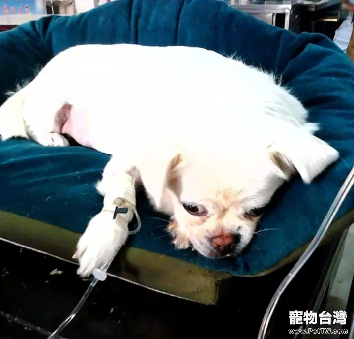 犬膀胱結石的診療及預防