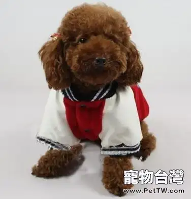 自己動手給狗狗製作冬衣(1圖)-寵物台灣
