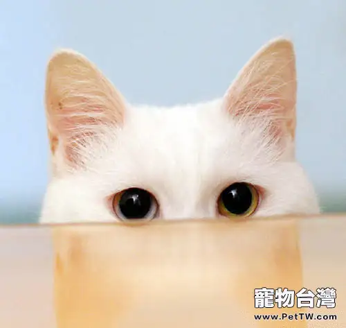 為寵物拍照的注意事項（共3張圖片）-寵物台灣