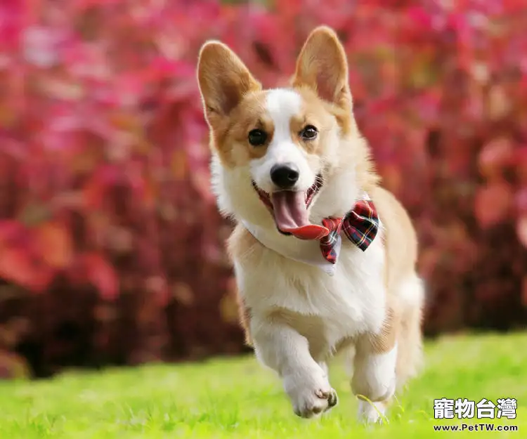 為寵物拍照的注意事項 為寵物拍照的注意事項