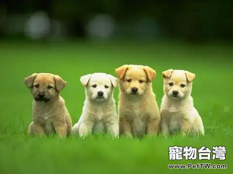 為寵物拍照的注意事項 為寵物拍照的注意事項