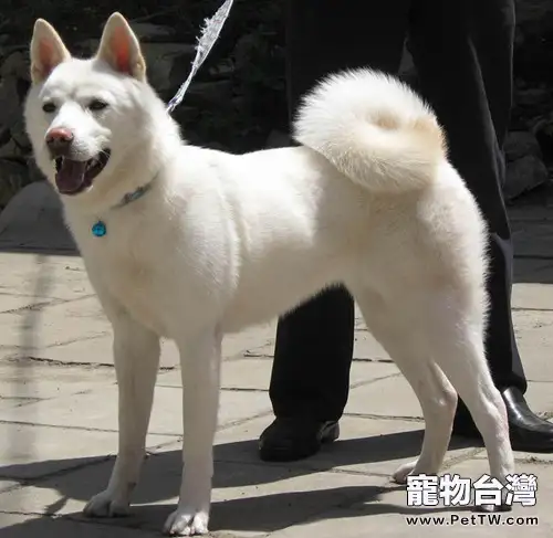 冬季，帶狗狗出去多運動