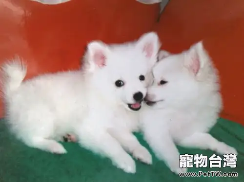 教你自製營養美味狗罐頭