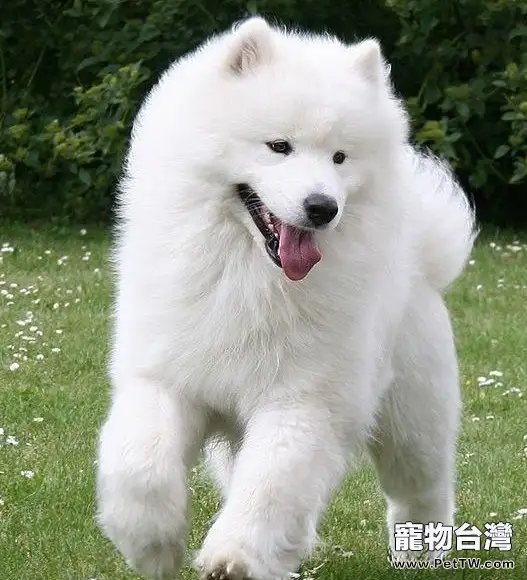 教你如何挑選健康薩摩耶犬（1圖）-寵物台灣