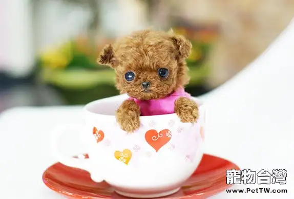 關於茶杯貴賓犬的各地價格