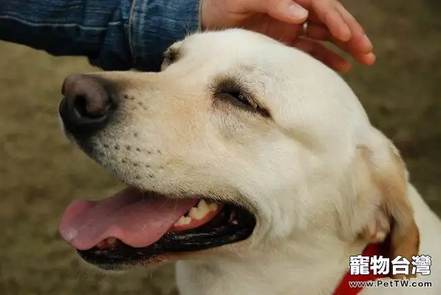 看懂愛犬示好語言，交流不再有誤會