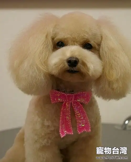 貴賓犬在美容店應該被提供的服務有哪些(1圖)-寵物台灣