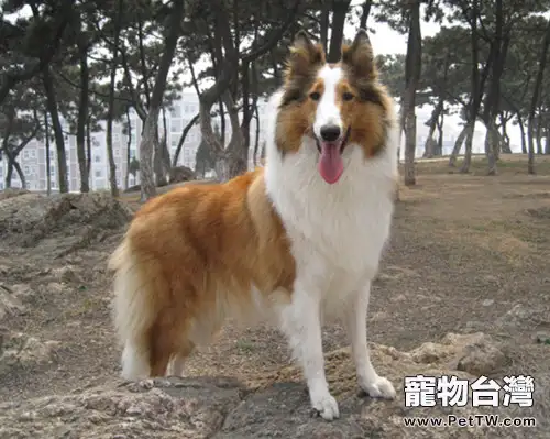 蘇牧選購及飼養指南