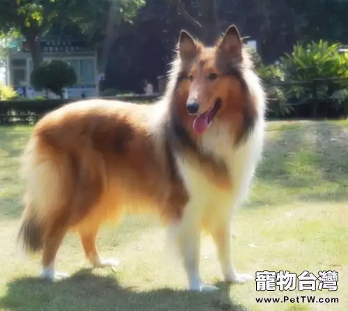 蘇牧選購及飼養指南(共3張圖片)-寵物台灣