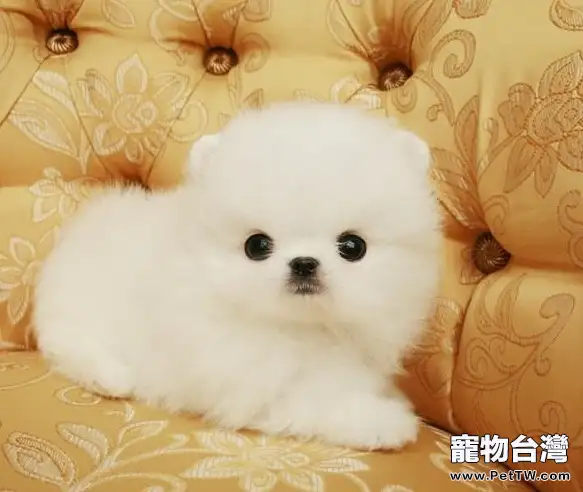 幼犬為什麼容易得犬瘟和細小(1圖)-寵物台灣