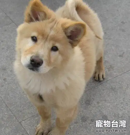 狗狗想讓你陪伴的一些表現