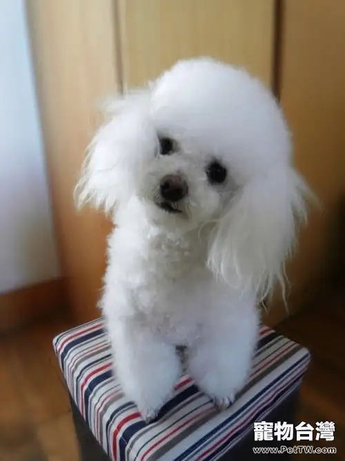 狗狗早餐吃什麼好(1圖)-寵物台灣