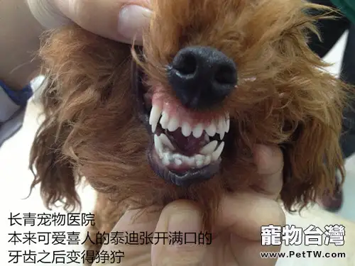 泰迪犬雙排牙的危害(共6張圖片)-寵物台灣