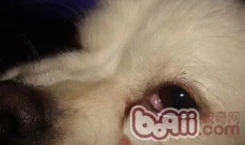 狗狗得了犬第三眼瞼增生的症狀及診治 