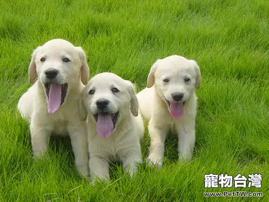 拉布拉多幼犬的飼養須知