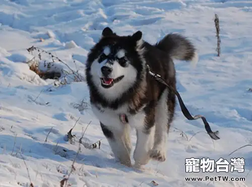 狗狗關節炎的症狀及治療方法