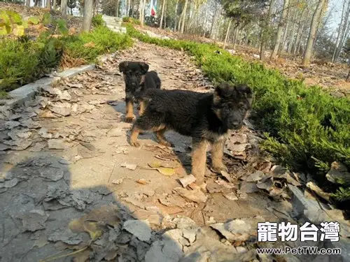 必須瞭解的狗狗睡眠常識