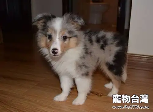 必須瞭解的狗狗睡眠常識