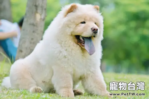 細數狗狗過年害怕的三件事