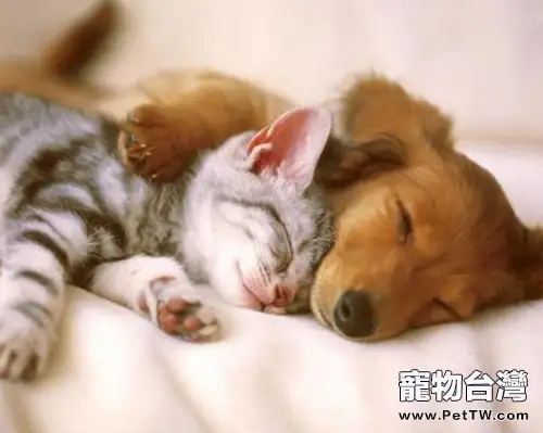 怎樣保證犬貓睡眠質量