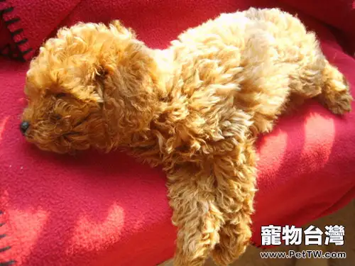 怎樣保證犬貓睡眠質量