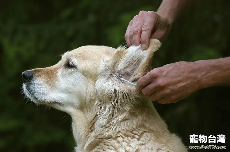 狗狗耳朵常見問題解析